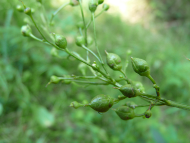 Fruits en forme de capsules de forme conique. Agrandir dans une nouvelle fenêtre (ou onglet)